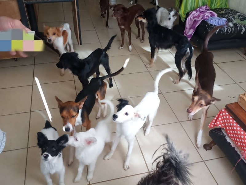 Autoridades rescatan a 18 perros en Los Manantiales