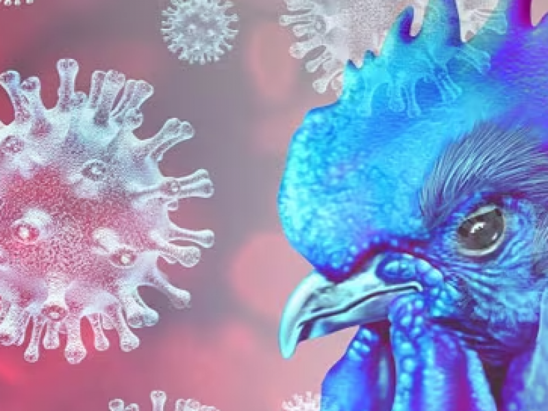 Autoridades sanitarias descartan contagios de influenza aviar