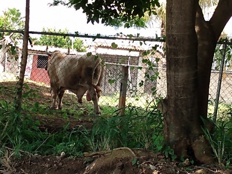 Autoridades sin atender denuncia sobre criadero de ganado