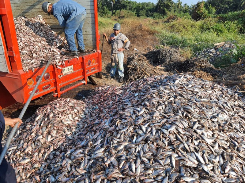 Autoridades toman muestras por mortandad de peces en Petacalco