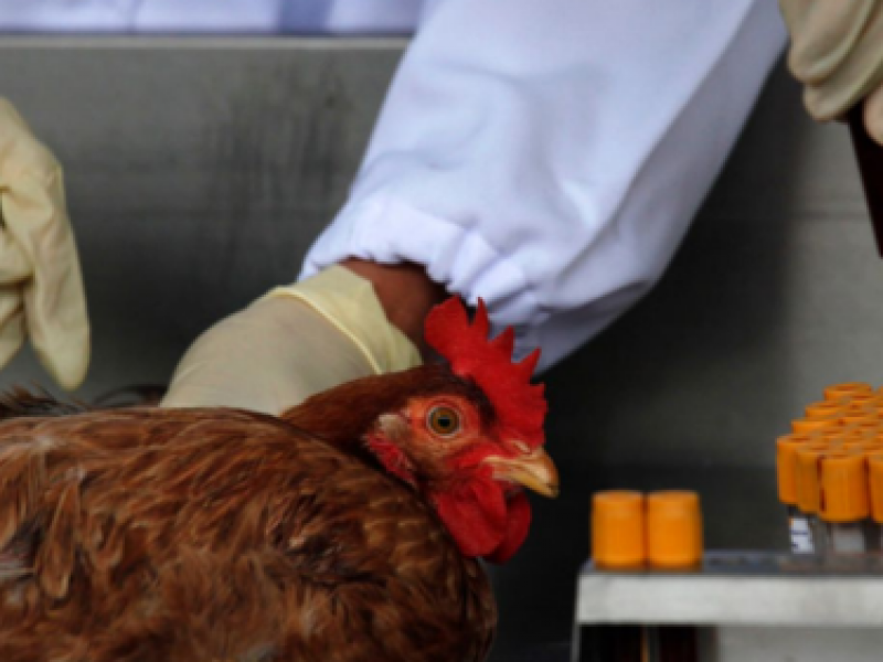 Autorizan vacunas contra la gripe aviar en Jalisco