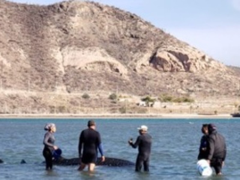 Auxilian a tiburón ballena varado por marea baja