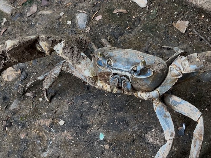 Desarrollo urbano amenaza  Cangrejo Azul en Tuxpan