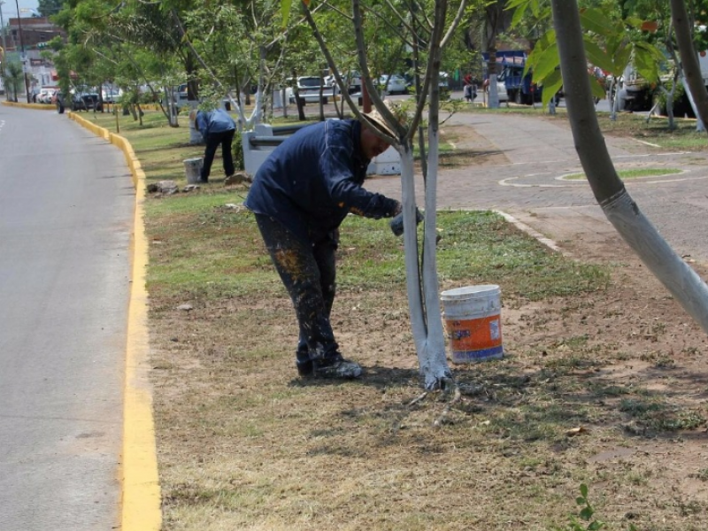 Avanza balizamiento en calles y avenidas de Zamora