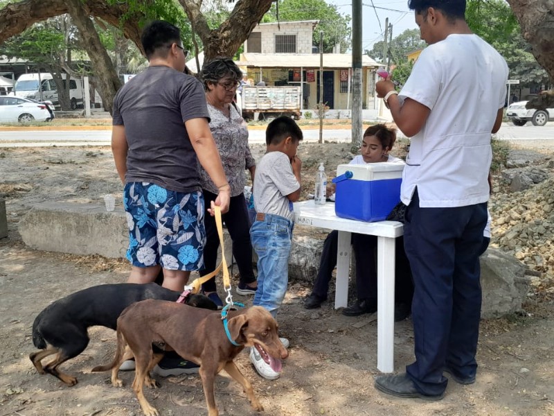 Avanza campaña de vacunación antirrábica canina y felina en Tuxpan