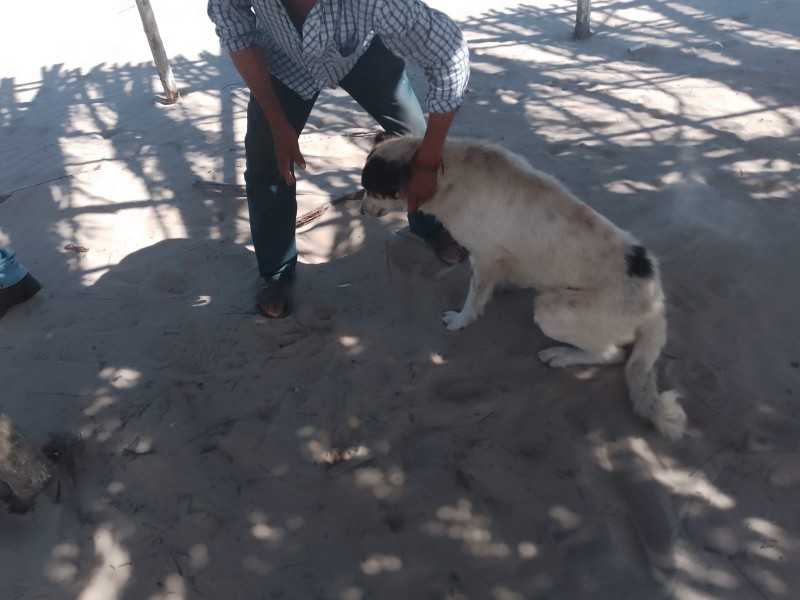 Avanza censo y campaña de esterilización de mascotas en Tuxpan