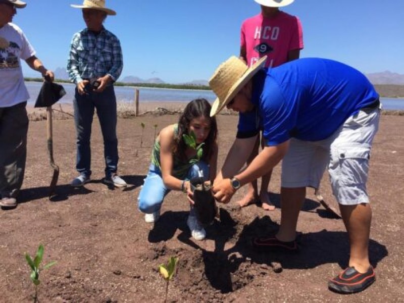 Avanza con éxito reforestación en Estero el Soldado