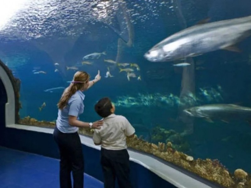Avanza conformación del Consejo del Aquarium