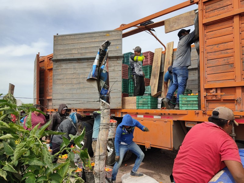 Avanza cosecha de legumbres pero escasea mano de obra