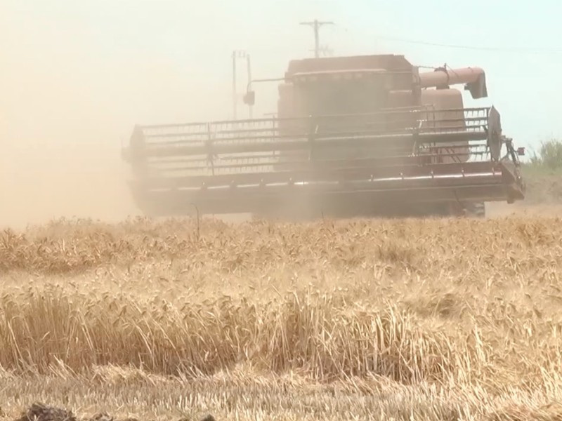 Avanza cosecha de trigo en el valle de San Luis Río Colorado | Meganoticias