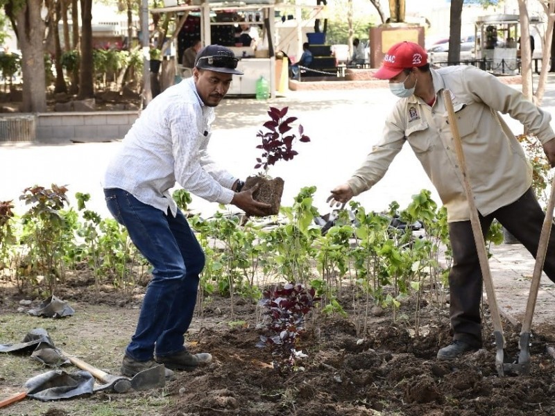 Avanza instalación de jardines ornamentales en el primer cuadro