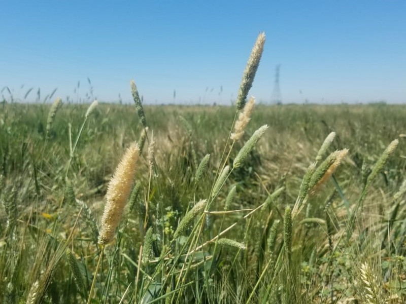 Avanza ligeramente el tema de la agricultura