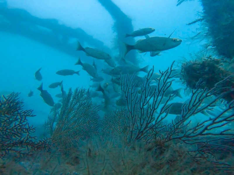 Avanza más del 70% el primer Sistema Arrecifal Artificial Sonorense