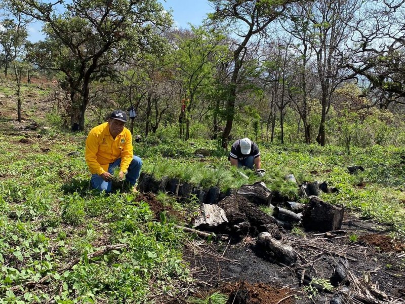 Avanza programan de reforestación en el municipio de Tangancícuaro 