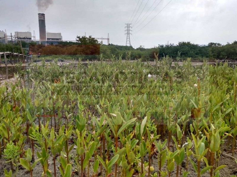 Avanza proyecto de restauración de manglar en Tuxpan