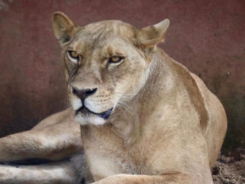 Avanza recuperación de felinos rescatados en AZCARM