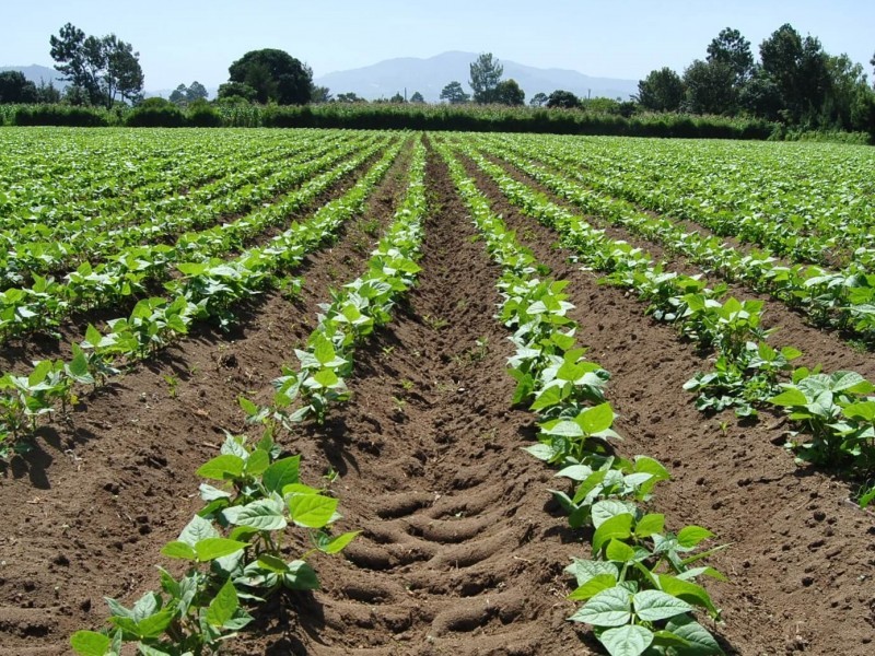 Avanza siembra de cultivos en el Valle de El Carrizo