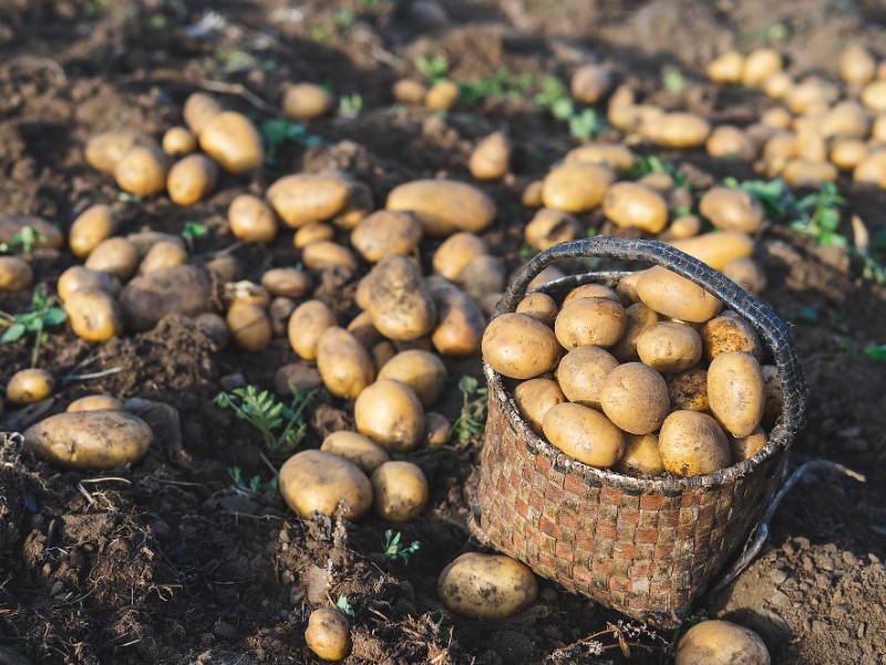 Avanza siembra de papa; productores en incertidumbre por caída de precios