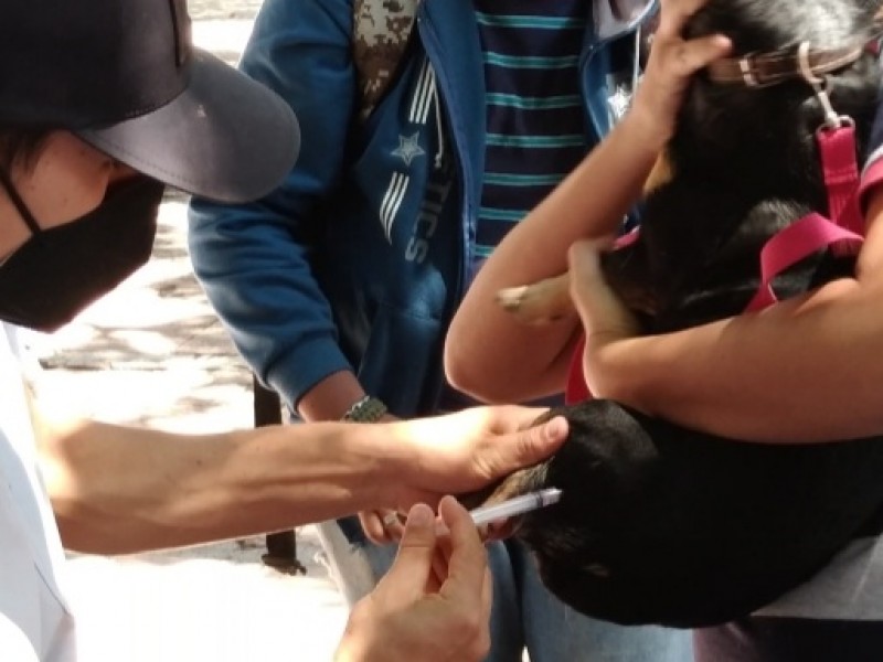 Avanza vacunación antirrábica en Zamora, superan las 12 mil dosis