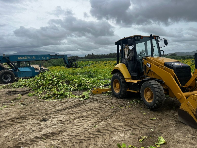 Avanzan en limpieza del Estero; retiraron más de 100 toneladas de lirio