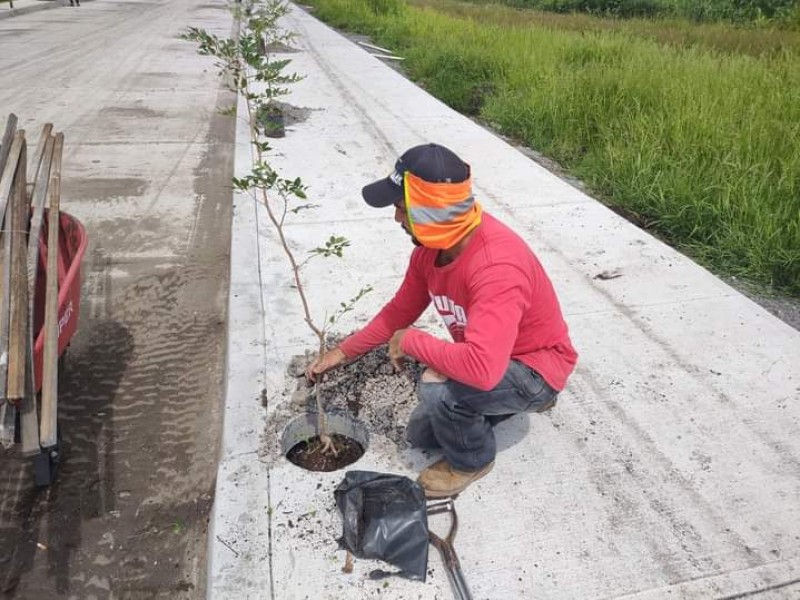 Avanzan trabajos de reforestación en colonias y comunidades de Sahuayo 