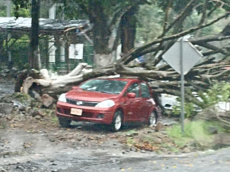Avenidas inundadas y árboles derribados tras tormenta de este domingo