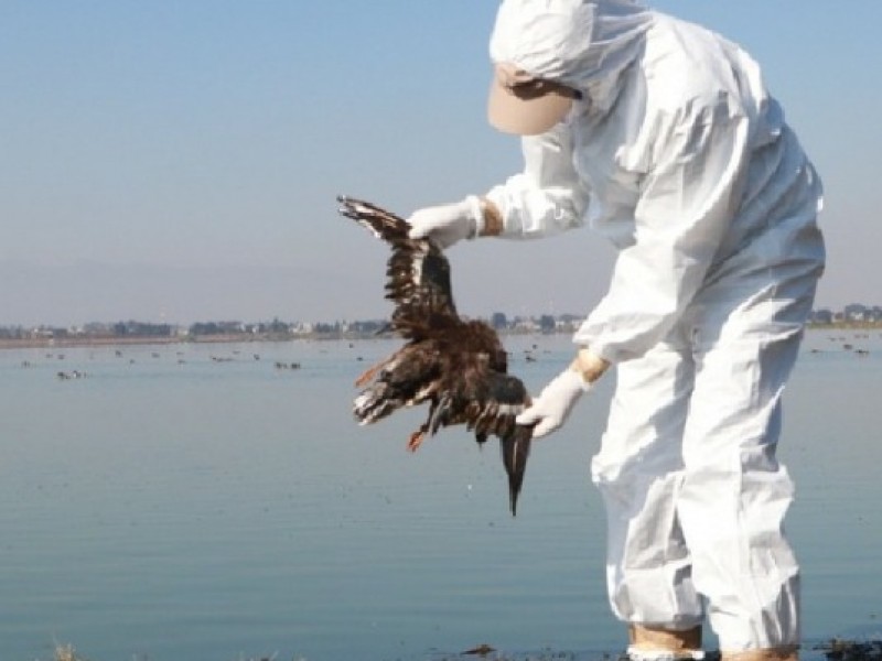 Aves marinas mueren por falta de alimento en Sonora