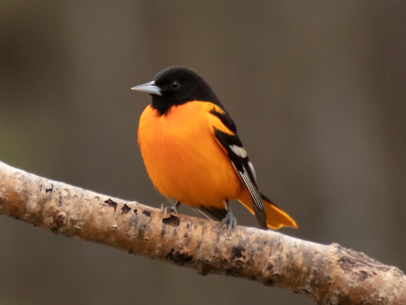 Aves migratorias llegan a Chiapas durante septiembre. Buscan clima cálido
