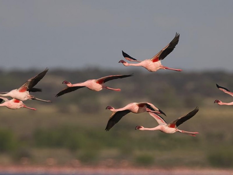 Aves migratorias se enfrentan a la supervivencia en día mundial