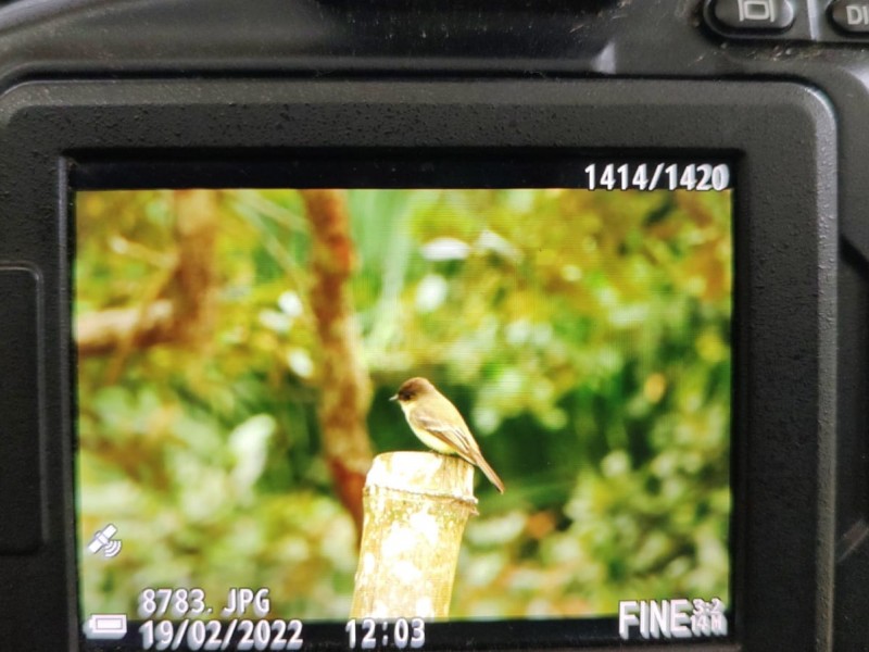 Aves son consideradas bioindicadores de la salud ambiental