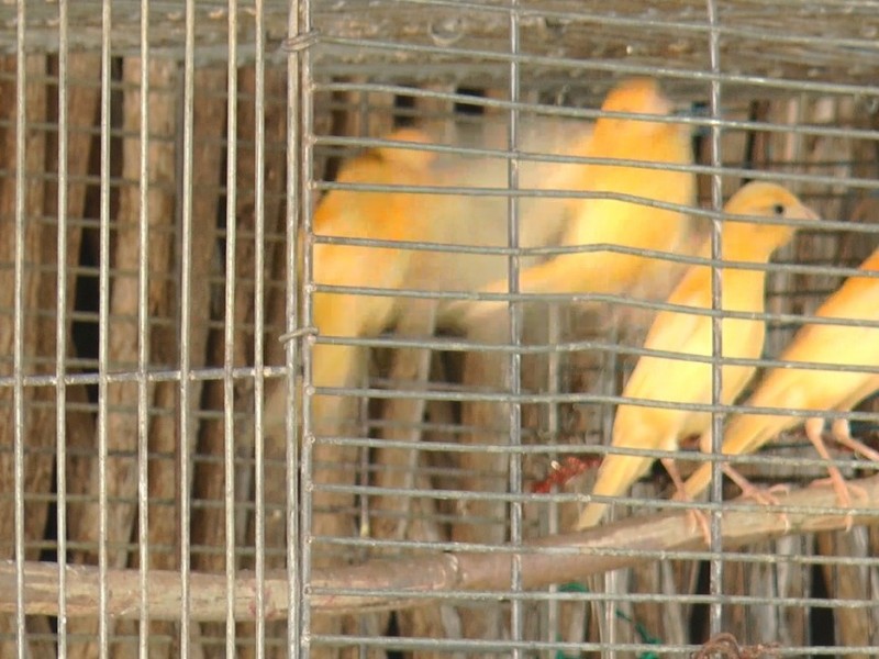 Aviario primavera el hogar de 300 aves en San Antonio