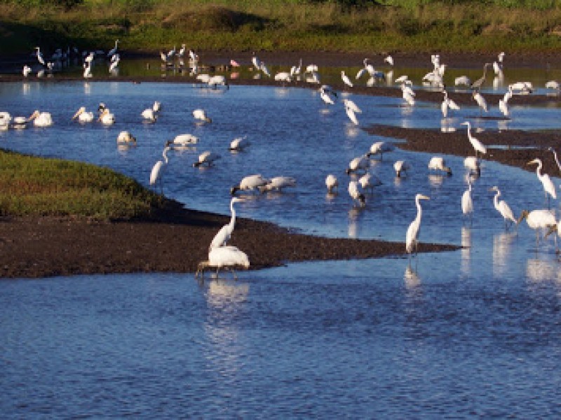 Avistamiento de aves dejó importante derrama económica en México