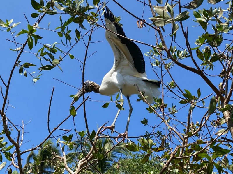 Avistamiento de aves en Barra de Potosí cayó 90%