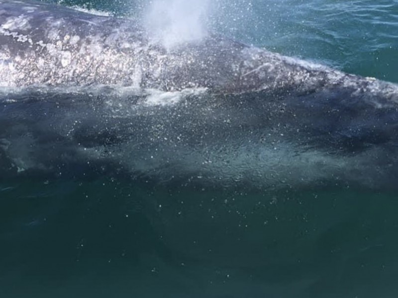 Avistamiento de ballenas en el olvido por turistas internacionales