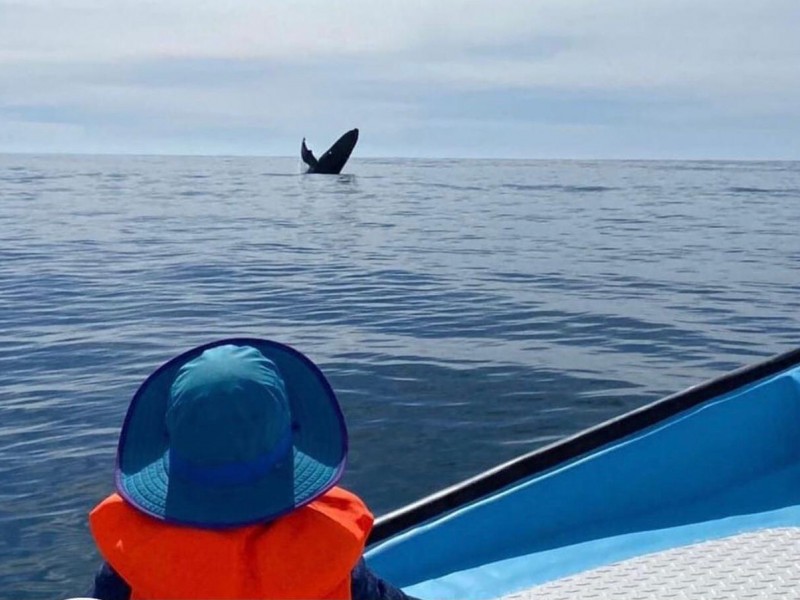 Covid frenó avistamiento de ballenas en Puerto Chale