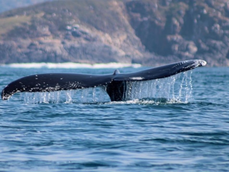 Avistamiento de ballenas ha incrementado este año en Zihuatanejo
