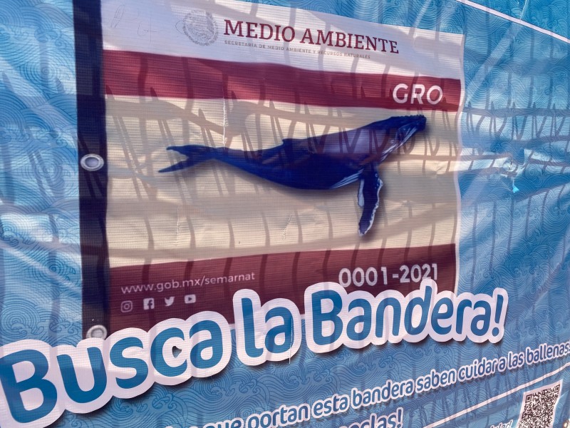 Avistamiento de ballenas jorobadas 2021-2022 en Ixtapa-Zihuatanejo fue un éxito