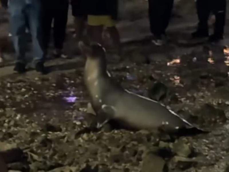 Avistamiento de lobo marino en el malecón de La Paz
