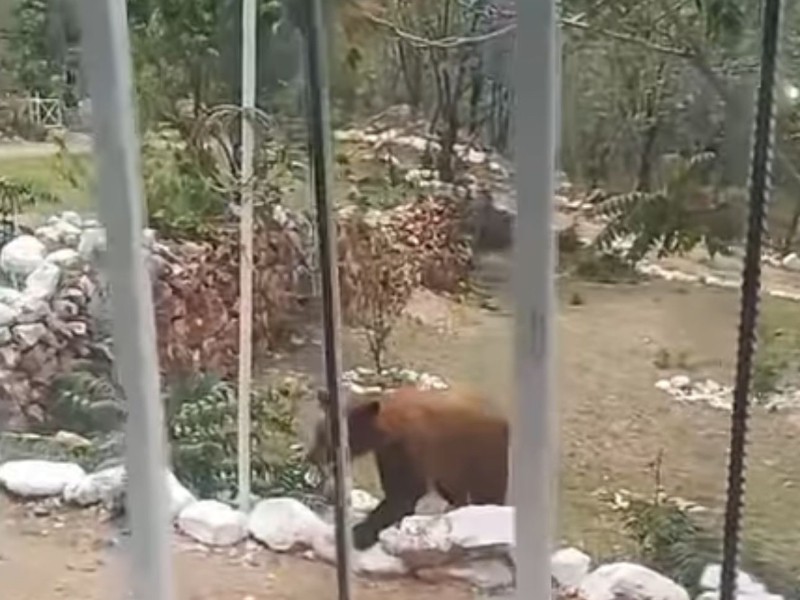 Avistamiento de oso en la sierra del Tigre en Nacozari