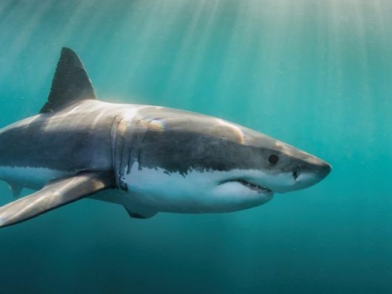 Avistamiento de tiburón blanco es porque busca alimento