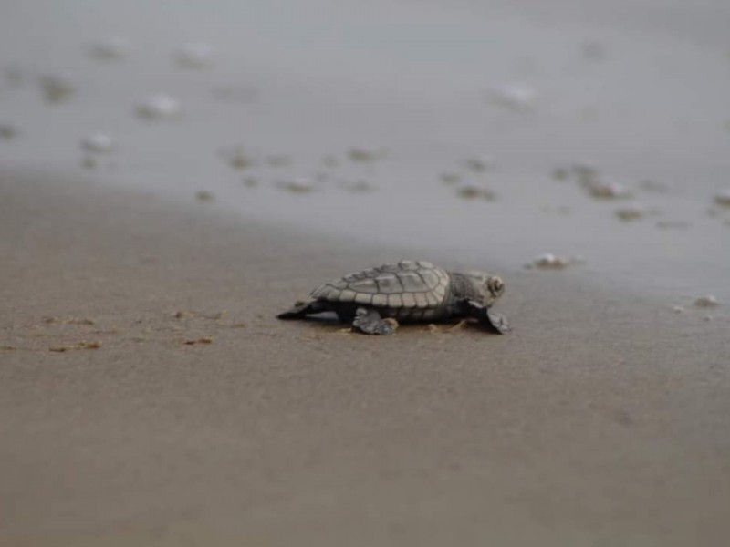 Continúa arribo de  tortugas en playas tuxpeñas.