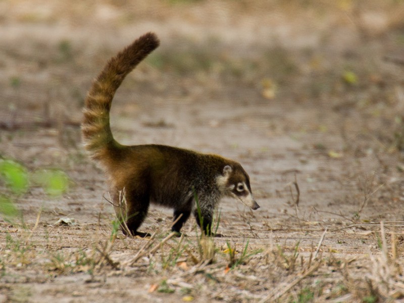 Avistamientos de especies en peligro de extinción en Puebla