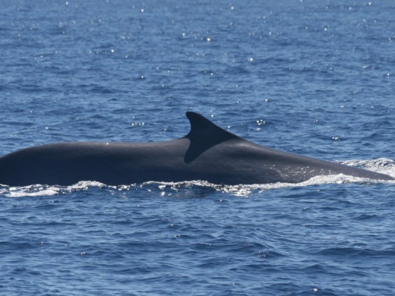 Avistan ballena de aleta en San Carlos