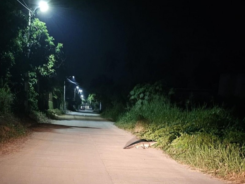 Avistan cocodrilo en calles de El Coacoyul
