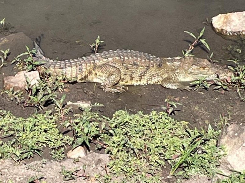 Avistan cocodrilo en la zona poniente de León