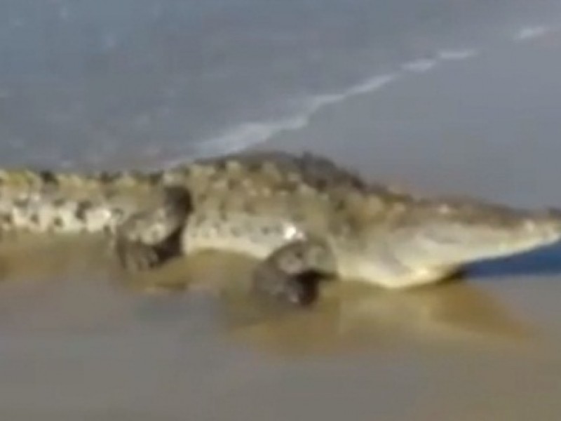 Avistan cocodrilo en playa de Miramar