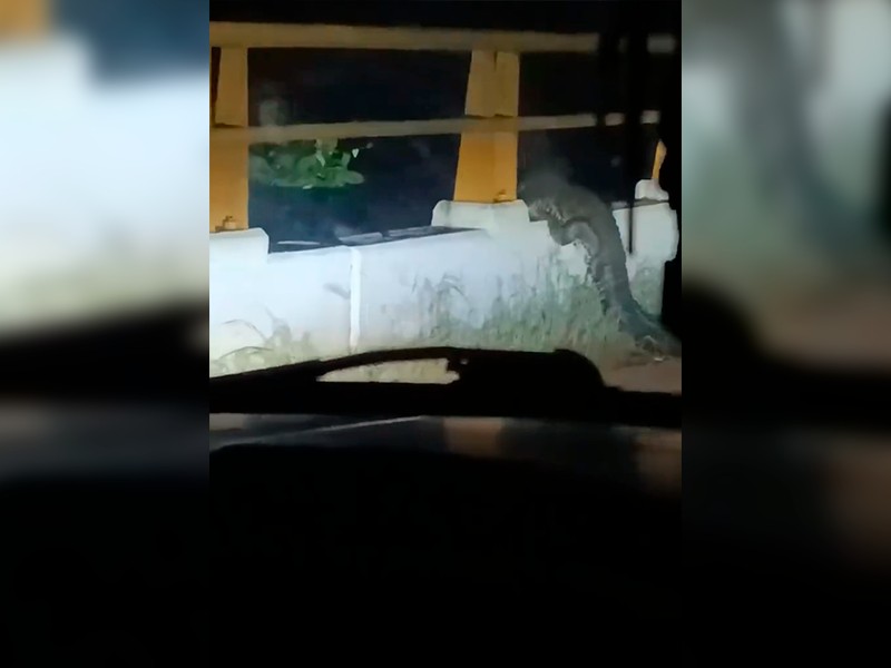 Avistan cocodrilo sobre puente en carretera a Acayucan