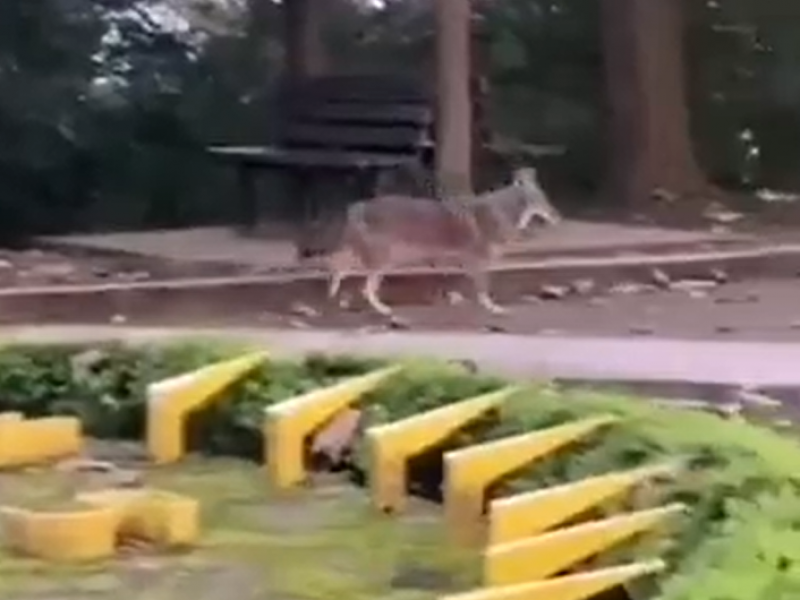 Avistan coyote en el cerro del Macuiltépetl en Xalapa