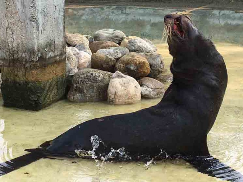 Avistan ejemplar de lobo marino en Chiapas