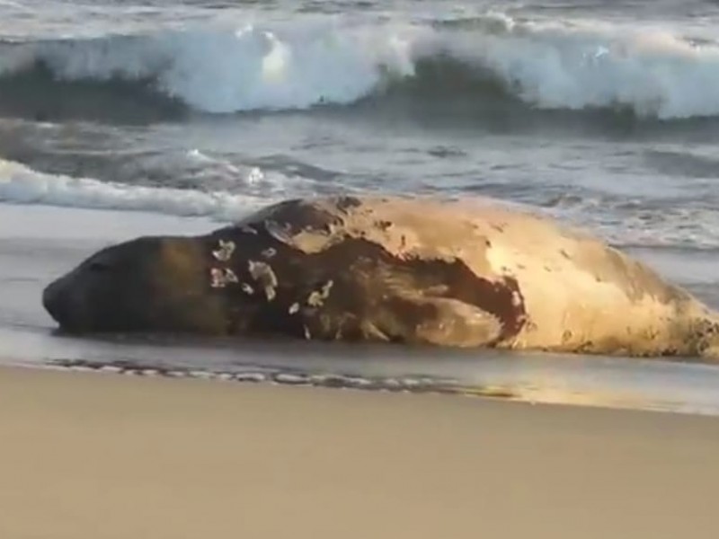 Avistan elefante marino en costas de Chiapas